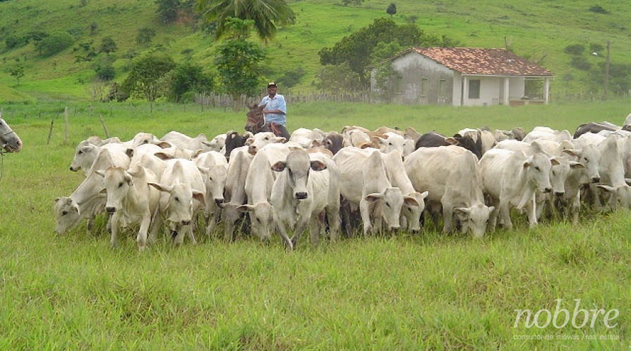 Avaliação de Fazendas no Paraná, Rio Grande do Sul, São Paulo, Espírito Santo, Santa Catarina.